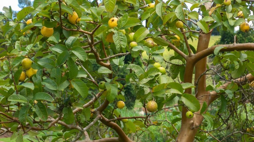 Quando Beber o Chá: O Momento Ideal para Máxima Eficácia - inspiração 2