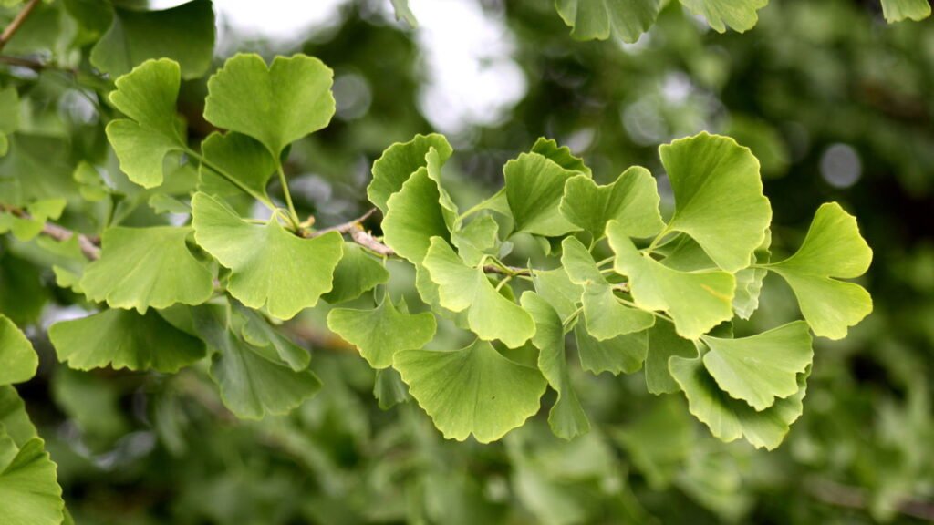 O Tempo de Infusão Perfeito: O Segredo do Sabor e dos Benefícios - inspiração 1