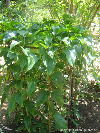 Temperatura Ideal para Beber: Conforto e Eficácia - inspiração 1