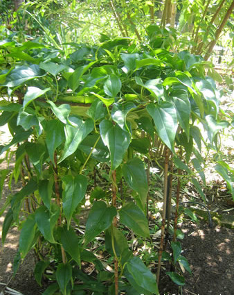 Filtrando o Chá: Um Passo Essencial - inspiração 2