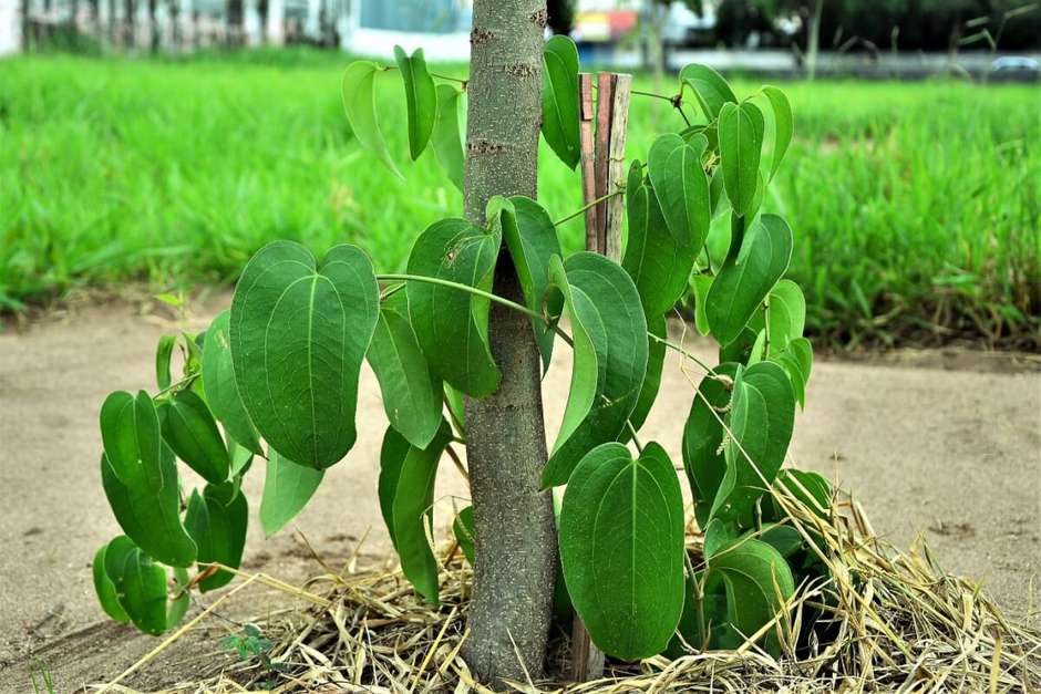 Como Armazenar seu Chá de Guaco Fresco - inspiração 2