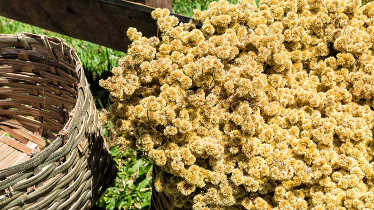 Cuidados e Precauções: Quem Deve Ter Atenção ao Chá de Marcela - inspiração 1