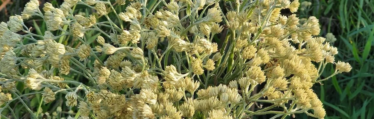 O Passo a Passo para um Chá Delicioso e Eficaz - inspiração 1