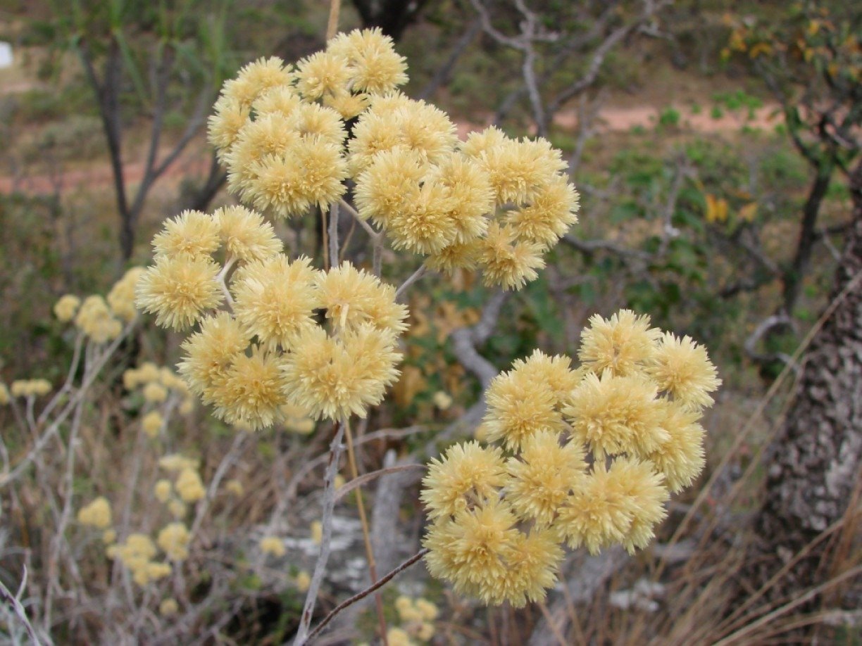 A Quantidade Ideal: Medindo a Marcela e a Água - inspiração 2