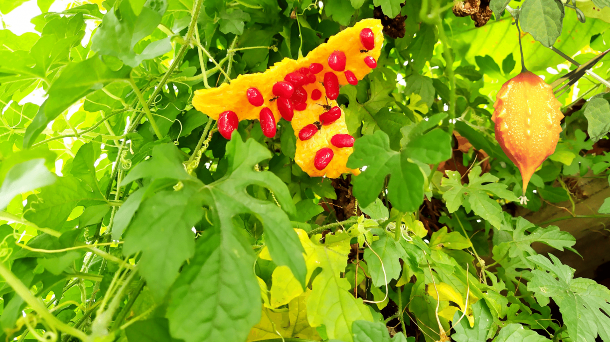 O Tempo de Infusão: O Segredo do Sabor e da Eficácia - inspiração 1