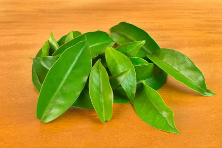 Escolhendo as Folhas de Ora Pro Nobis Ideais para o Chá - inspiração 1