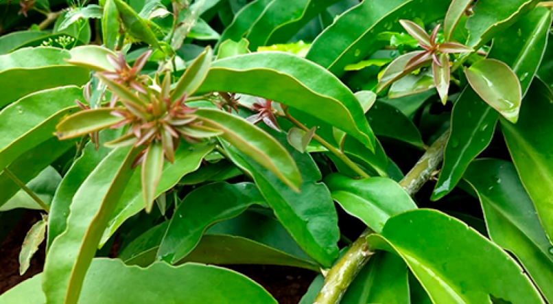 A Importância da Água na Preparação do Seu Chá - inspiração 1