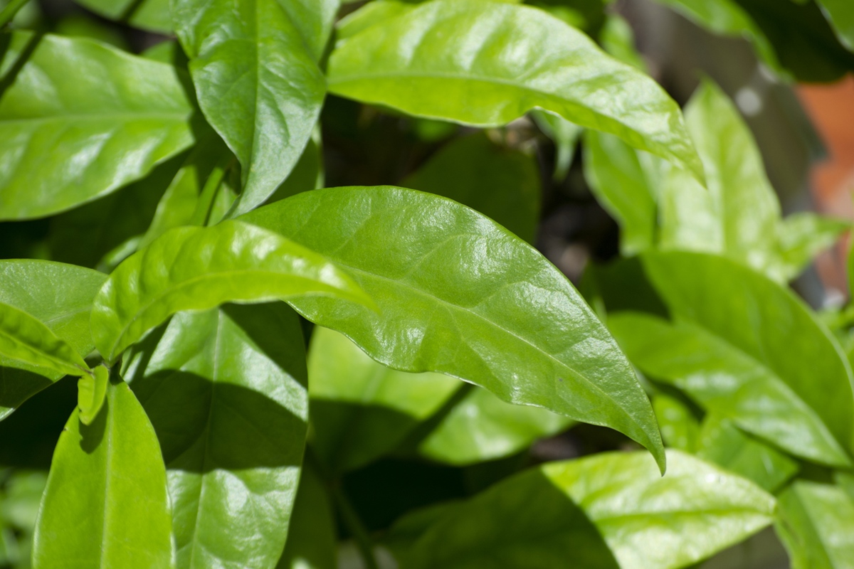 Temperatura da Água: O Segredo para Extrair o Máximo de Nutrientes - inspiração 1