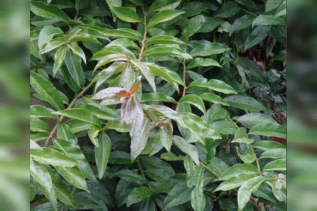 Tempo de Infusão: Não Deixe Seu Chá Passar do Ponto - inspiração 1