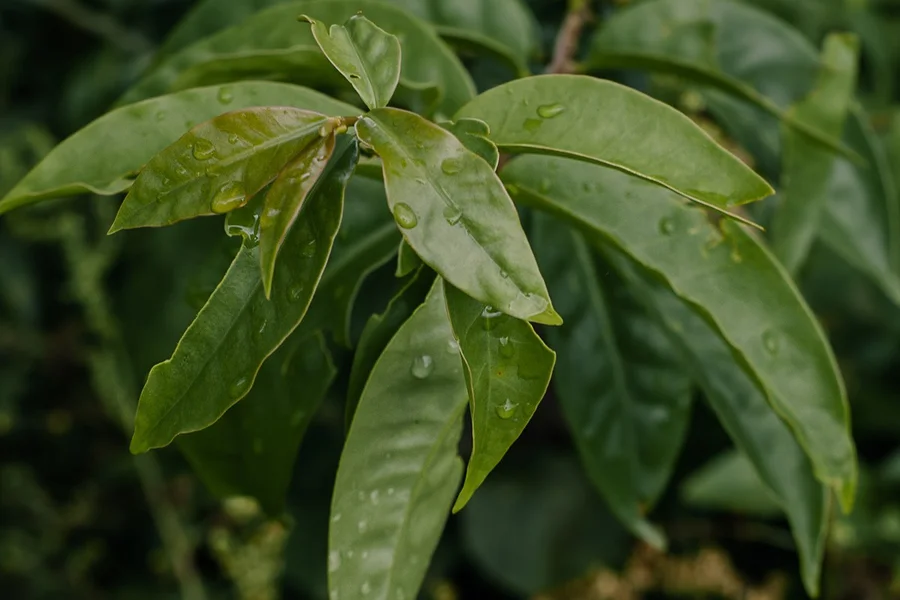 Coando o Chá: Dicas para uma Bebida Lisa e Agradável - inspiração 2