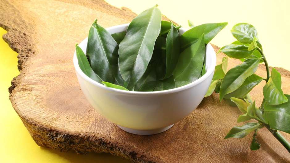 A Escolha das Folhas: Frescor é o Segredo - inspiração 2