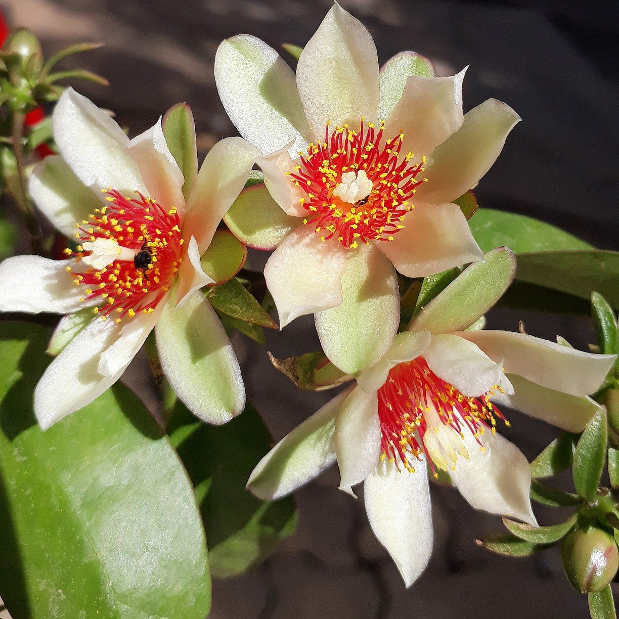 Quantidade Certa: Equilíbrio para o Sabor e os Benefícios - inspiração 1