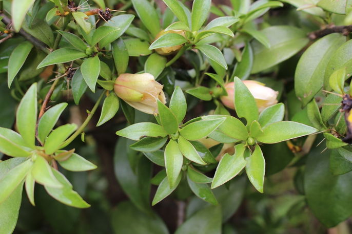 O Tempo de Infusão: Paciência para Extrair o Melhor - inspiração 2