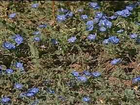 A Escolha da Papaconha Ideal: O Que Procurar - inspiração 1