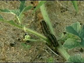 Quando Evitar a Papaconha: Atenção aos Sinais de Alerta - inspiração 2