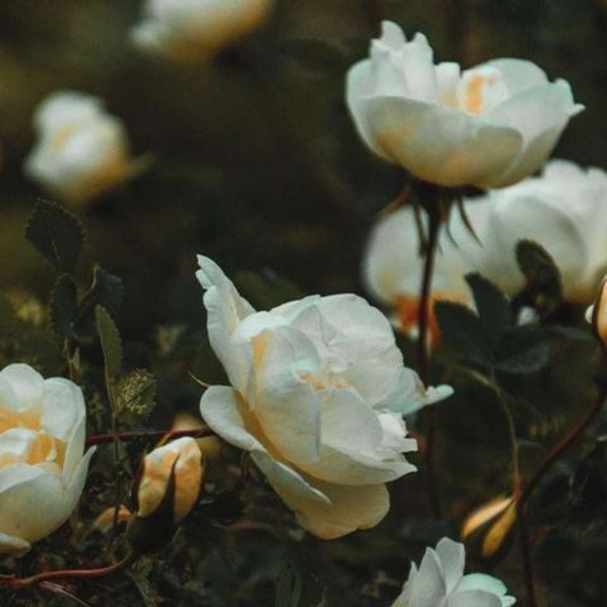 A Secagem Ideal das Pétalas: Preservando o Aroma e a Pureza - inspiração 2