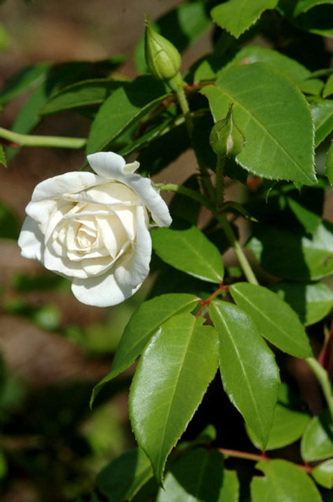 Adoçando com Consciência: Alternativas Saudáveis e Deliciosas - inspiração 2