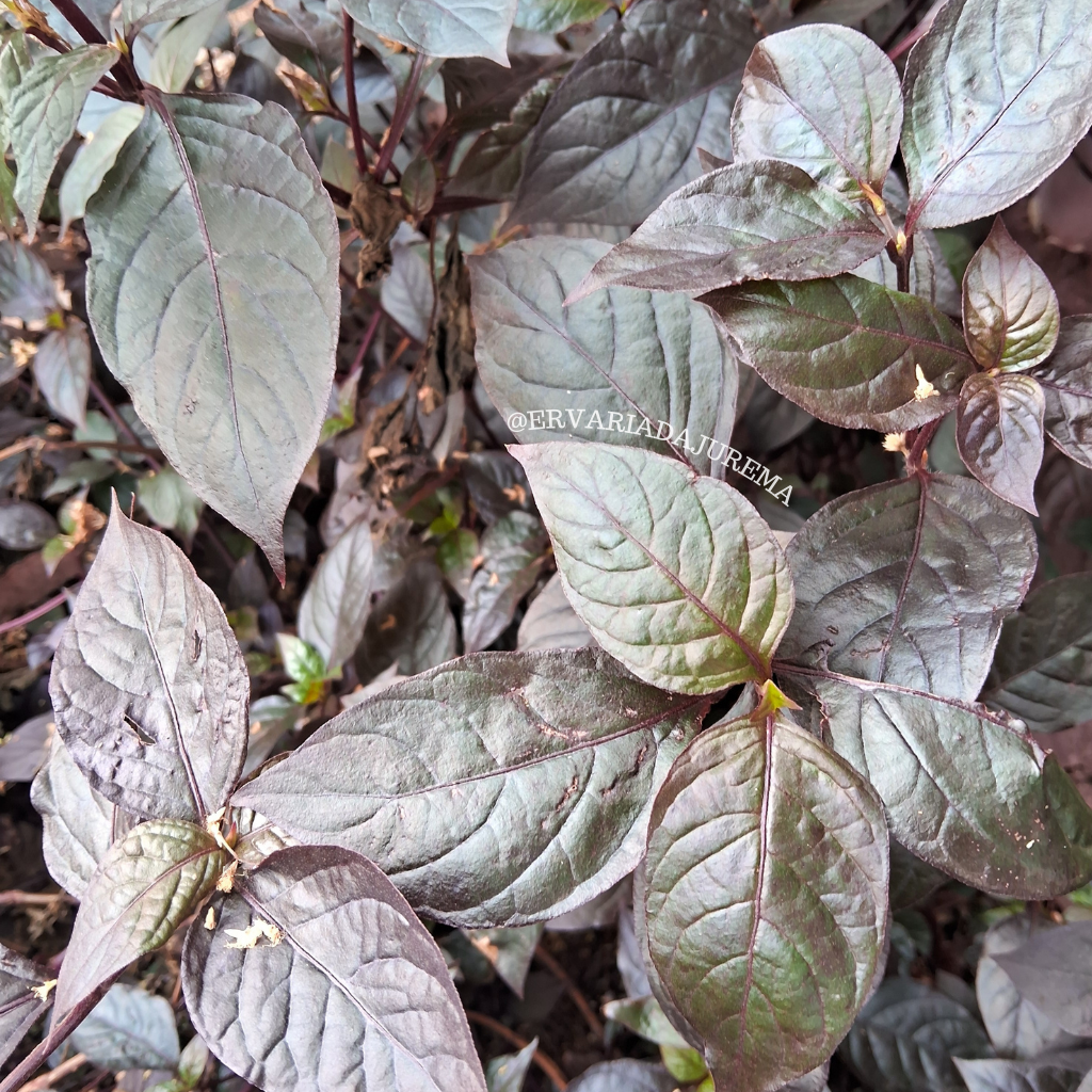 Dosagem Correta: Quantidade Ideal de Erva por Xícara - inspiração 2