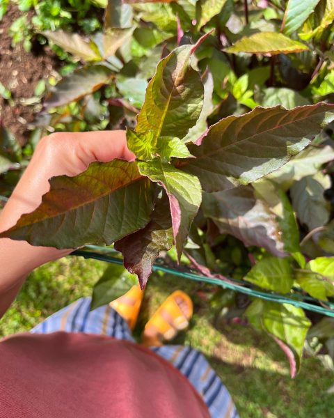 Tempo de Maceração: O Segredo de um Chá Potente - inspiração 1
