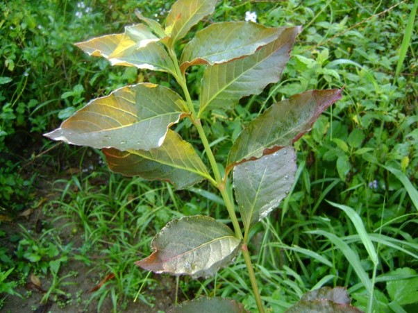 Frequência de Consumo: Quando e Quantas Vezes Beber - inspiração 1