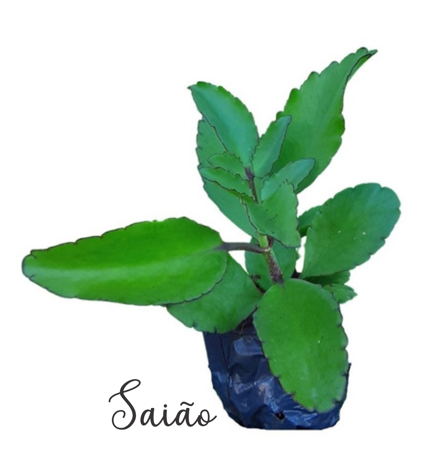 Possíveis Efeitos e Contraindicações a Serem Considerados - inspiração 2