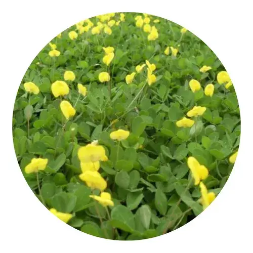 Armazenamento do Chá Pronto: Conservando suas Propriedades - inspiração 2