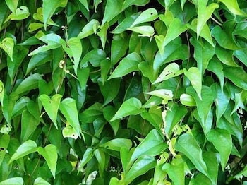 Guaco Cha: Uma Alternativa Natural Eficaz - inspiração 2