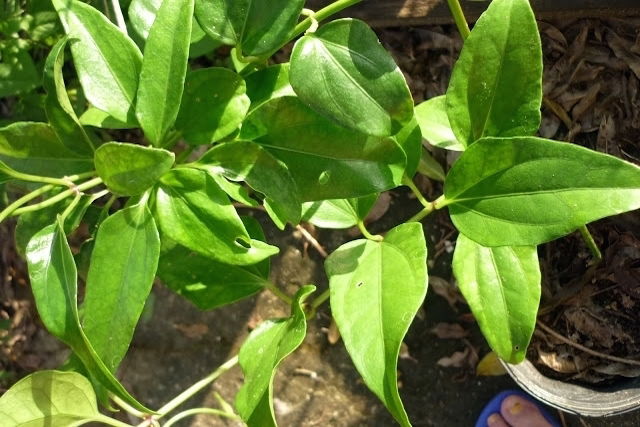 Guaco Cha no Combate à Bronquite e Asma - inspiração 1