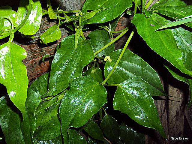 Como o Guaco Cha Ajuda a Diluir o Catarro - inspiração 2