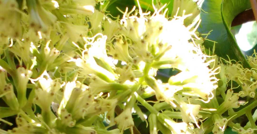 Possíveis Efeitos Colaterais e Contraindicações - inspiração 2