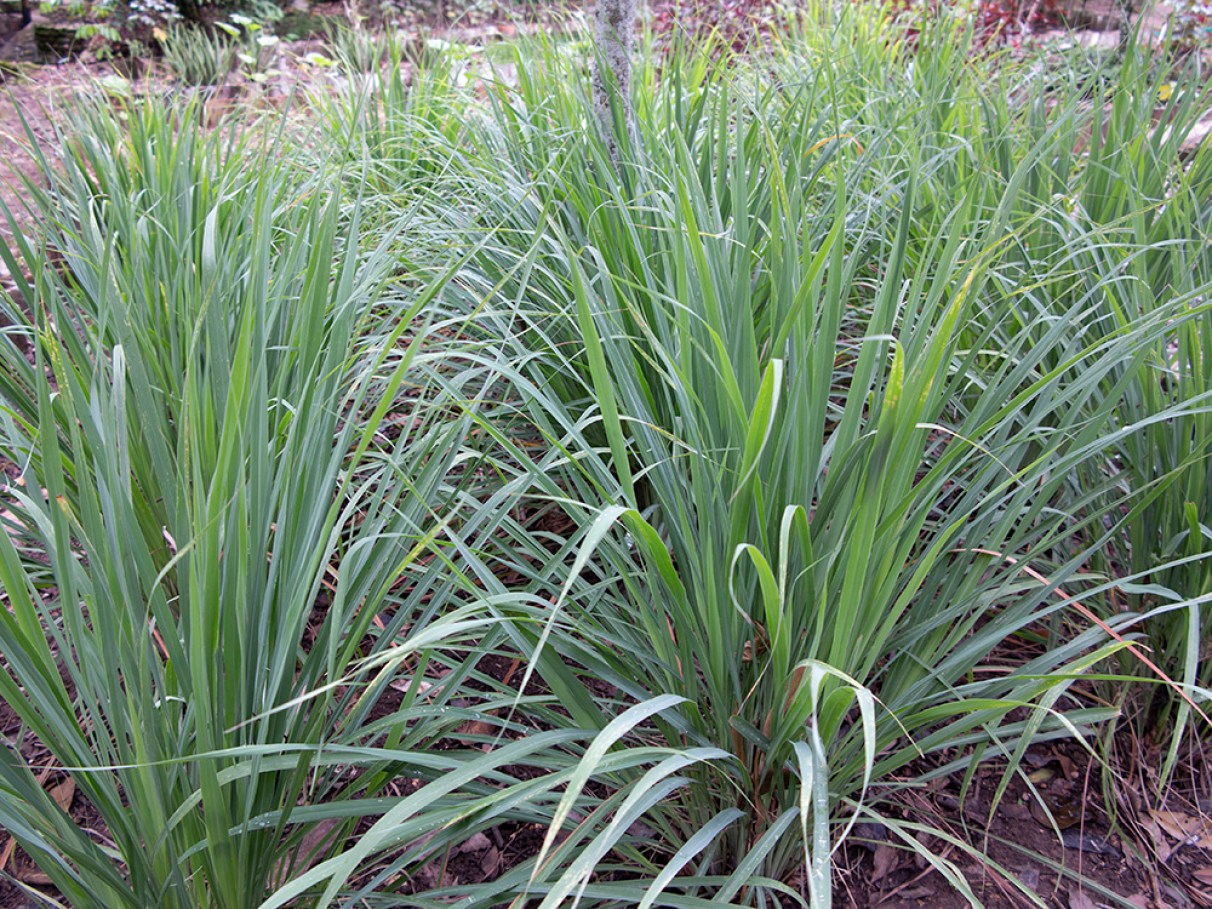 Raiz de Marshmallow: Suavidade para Garganta e Aconchego - inspiração 1