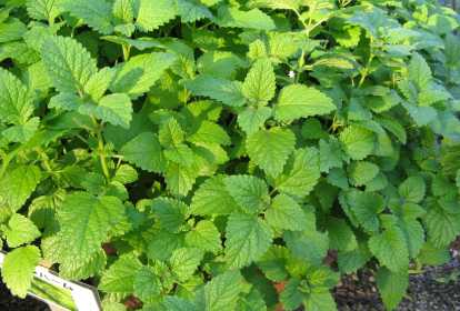 O Poder Calmante: Diga Adeus à Ansiedade e ao Estresse - inspiração 1