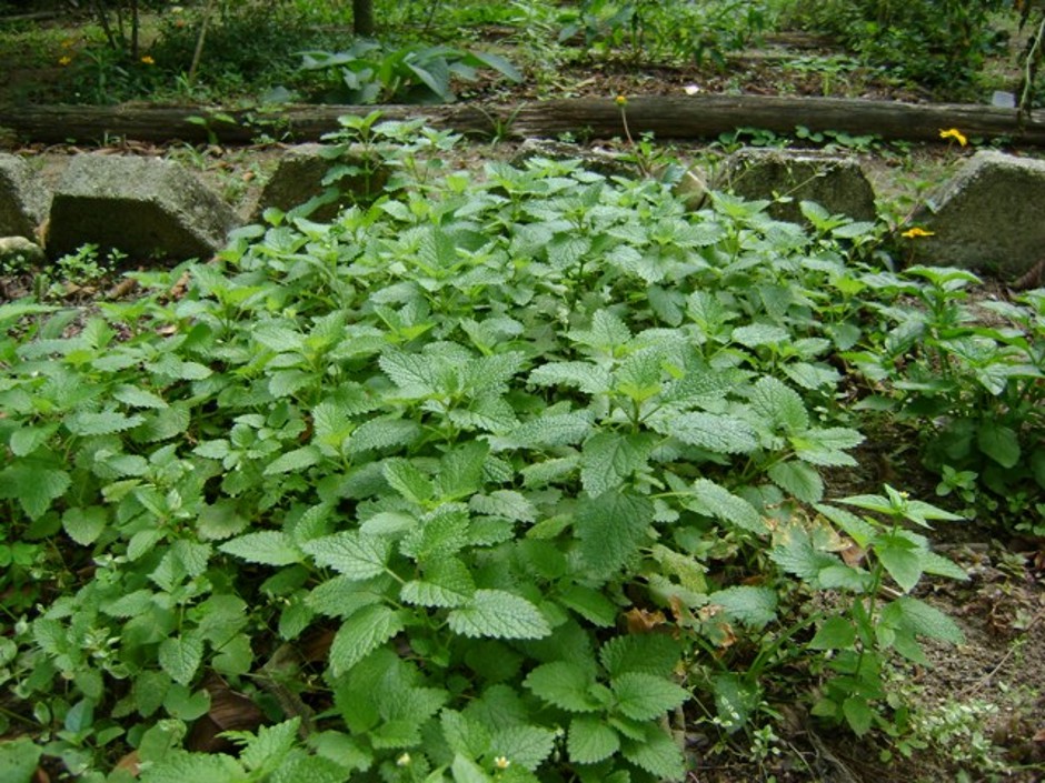 Doses e Precauções: Usando com Sabedoria e Segurança - inspiração 2