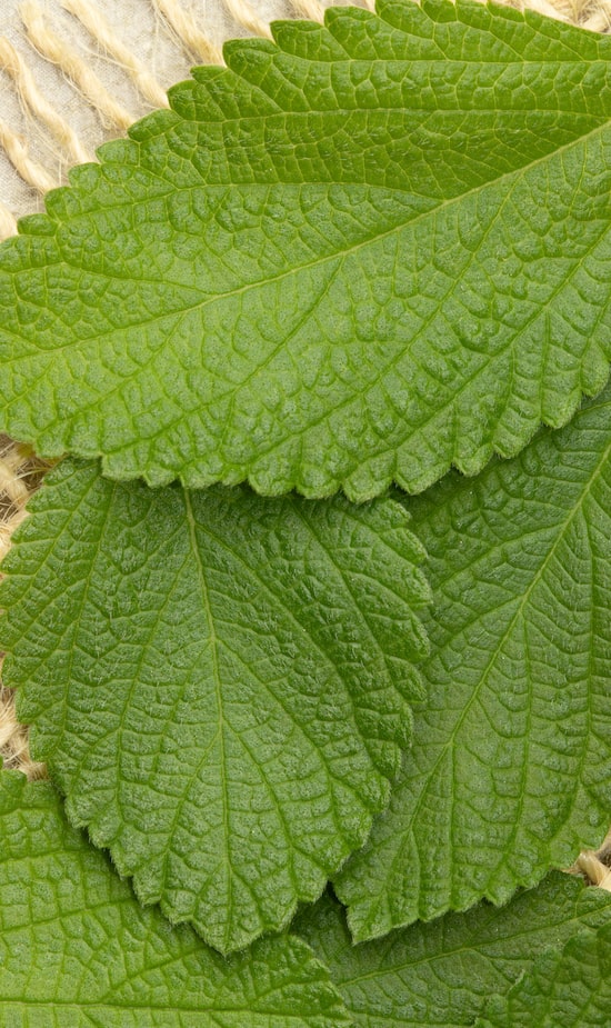 Digestão Leve: Alívio Para Desconfortos Estomacais - inspiração 1