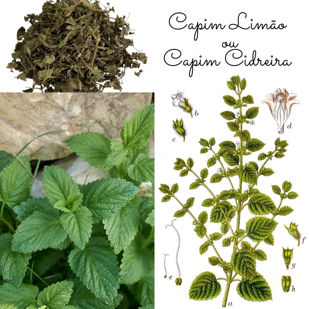 Digestão Leve: Alívio Para Desconfortos Estomacais - inspiração 2