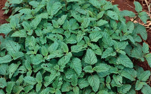 Saúde da Pele: Um Toque Refrescante e Calmante - inspiração 1