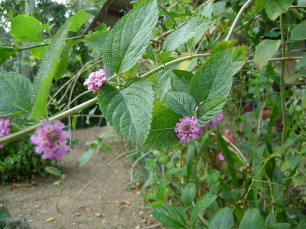 Impacto nos Ciclos Menstruais: Suavizando Sintomas - inspiração 1