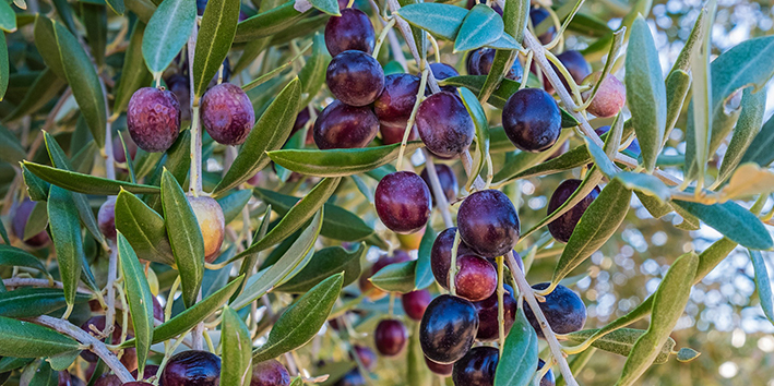 Dicas Extras: Potencialize os Efeitos do Chá de Oliveira no Seu Cotidiano - inspiração 1