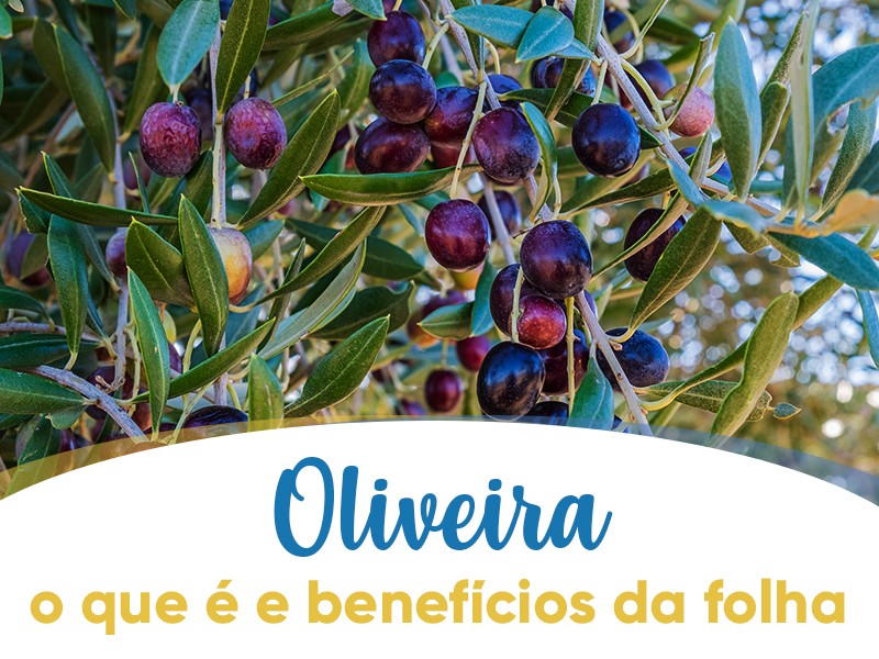 Imunidade Reforçada: Proteção Natural Contra Ameaças do Dia a Dia - inspiração 2