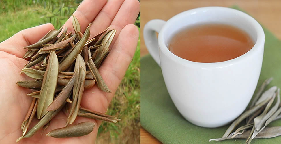 Como Preparar o Chá de Oliveira Perfeito para Máximos Benefícios - inspiração 1