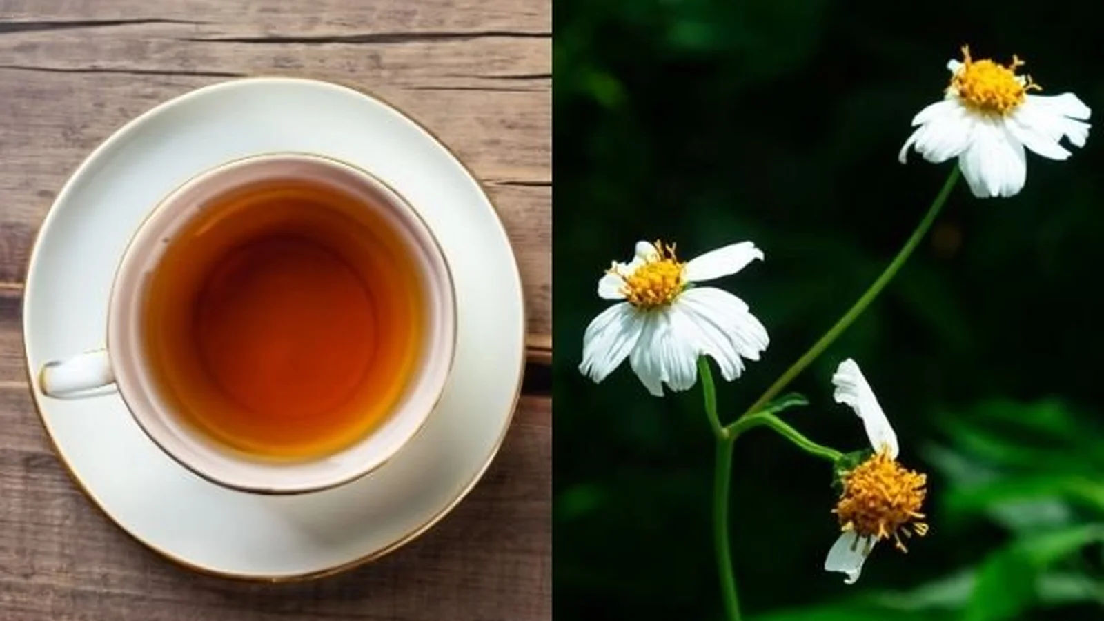 Como o Picão Preto Pode Ajudar na Saúde Renal - inspiração 2