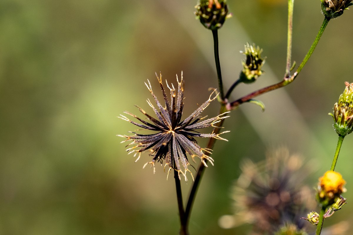 Poder Antioxidante Contra Danos Celulares - inspiração 1