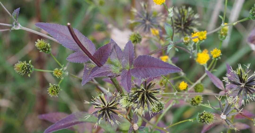 Poder Antioxidante Contra Danos Celulares - inspiração 2