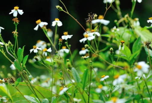 Benefícios para a Saúde da Pele - inspiração 1