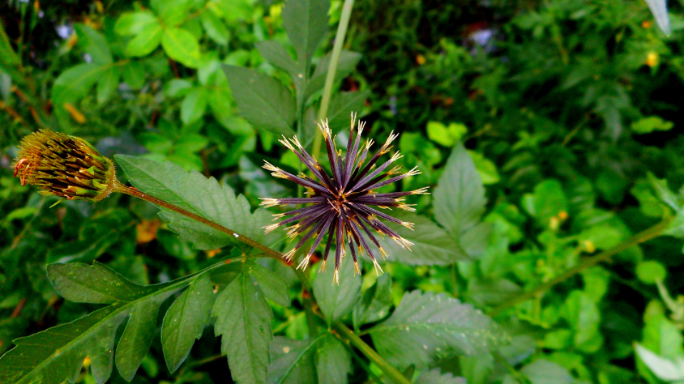 Ação no Controle da Glicose Sanguínea - inspiração 2