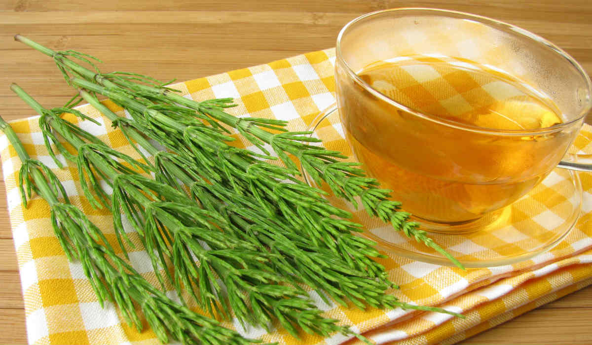 O Que é a Cavalinha e Seus Benefícios Principais - inspiração 2