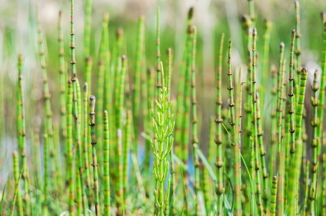 Possíveis Efeitos Colaterais e Interações com Medicamentos - inspiração 2