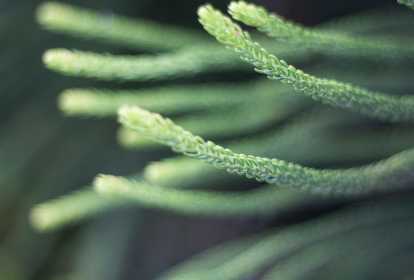 Alternativas e Complementos para Manter os Benefícios - inspiração 1