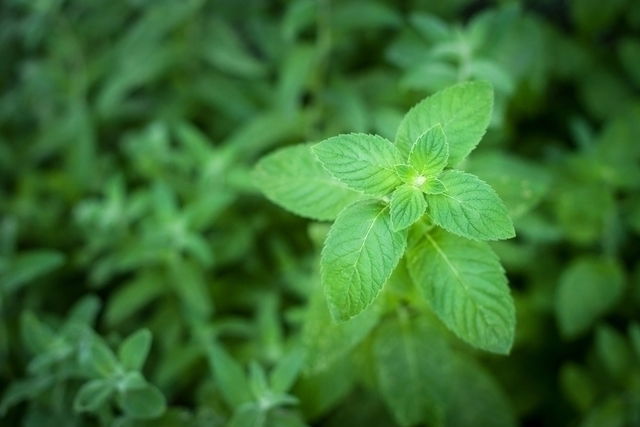 Apoio na Perda de Peso Saudável - inspiração 2