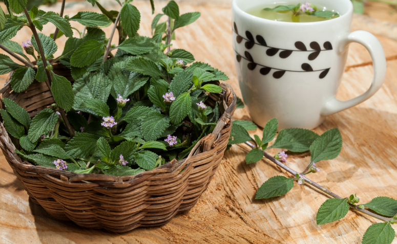 Maracujá (Passiflora): O Relaxante das Preocupações - inspiração 2